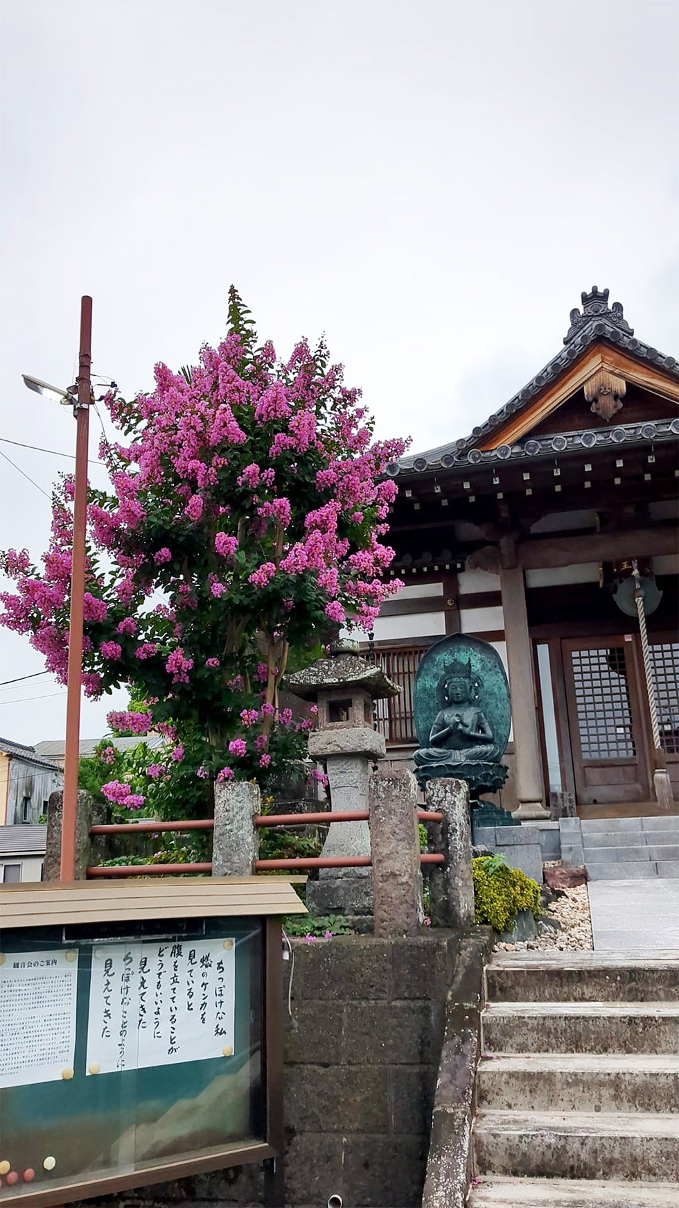 愛染堂前のサルスベリ